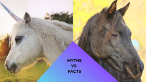 A unicorn standing beside a horse, showing the difference between animal care myths versus reality