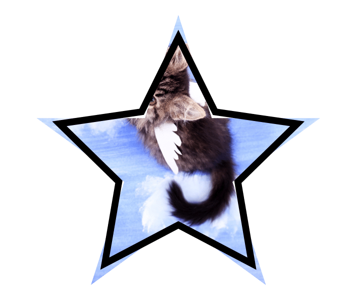A cat with wings, showing animal myths believed by pet owners in Arab, AL
