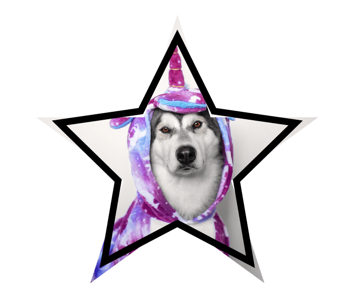 A dog dressed as a unicorn, representing how pet care myths can cover up real facts