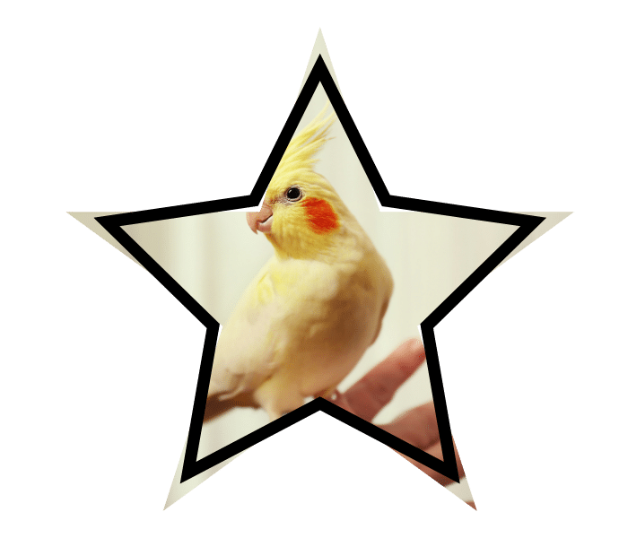 A cockatiel perched on a human hand, showcasing gentle animal care at Arab Veterinary Hospital