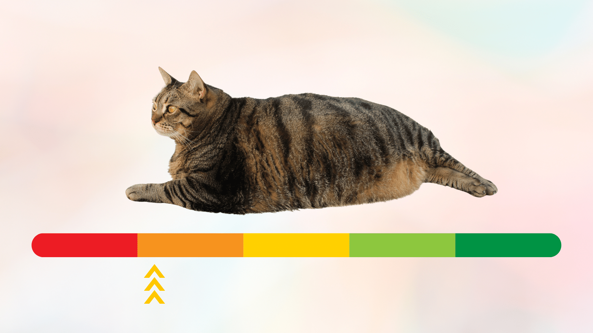 Overweight cat shown with a green to red sliding scale
