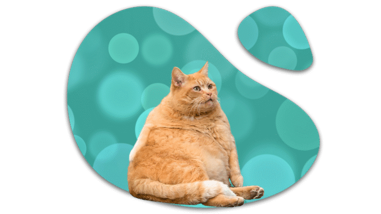 Overweight orange cat representing weight concerns seen by the veterinarians at Arab Veterinary Hospital in Arab, AL