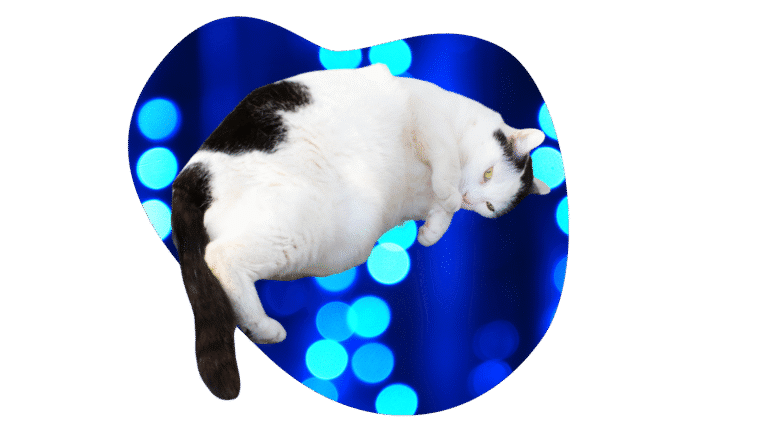 Overweight black and white cat in Arab, AL
